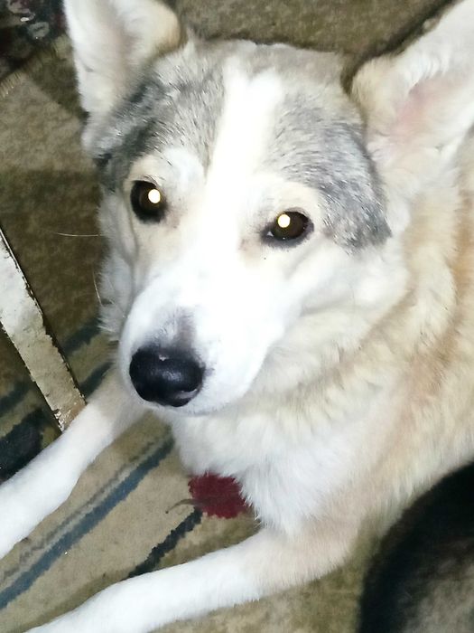 Продаются щенки 2 мес