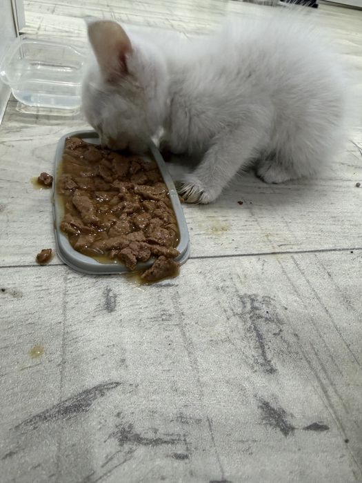 Котенок белый мальчик
