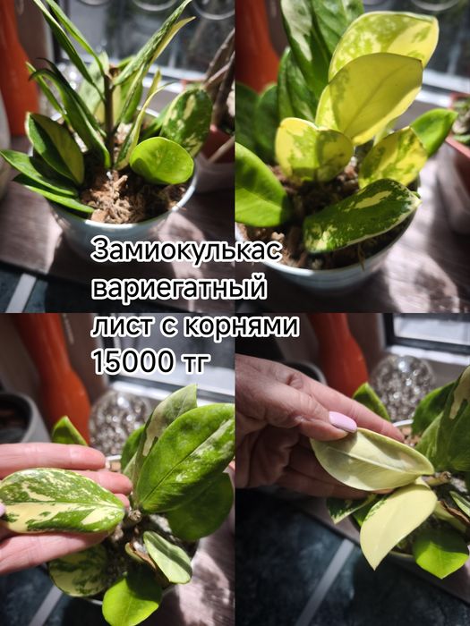 Комнатные цветы и садовые
