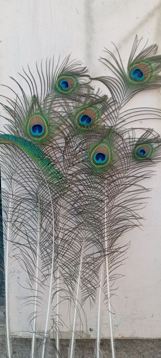 Табыстың қанаттары сатылады