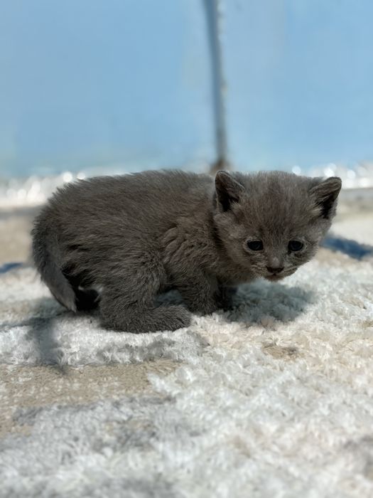 Отдам котят в добрые руки