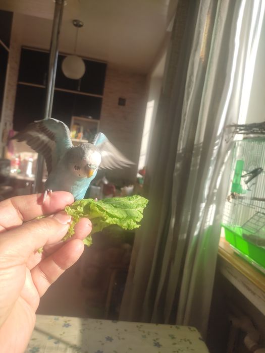 Говорящий ручной волнистик,ТОША!