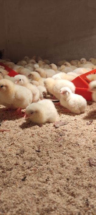 Цыплята бройлера