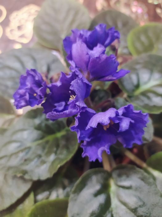 Фиалки сенполии сортовые разные