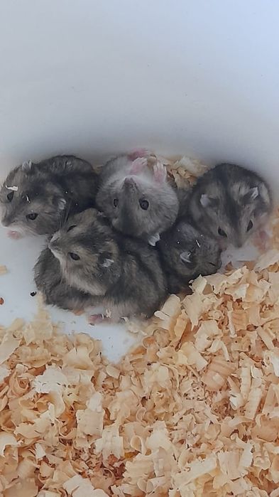 Хомячков джунгарских