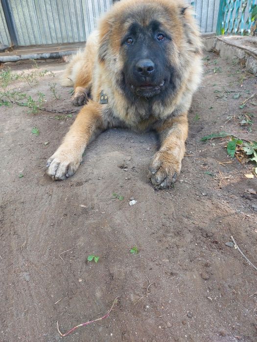 Животные ищу пару