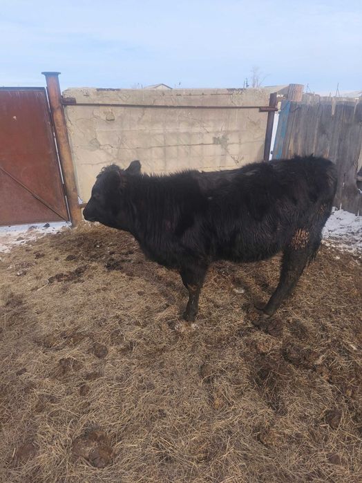 Тёлочки годовалые