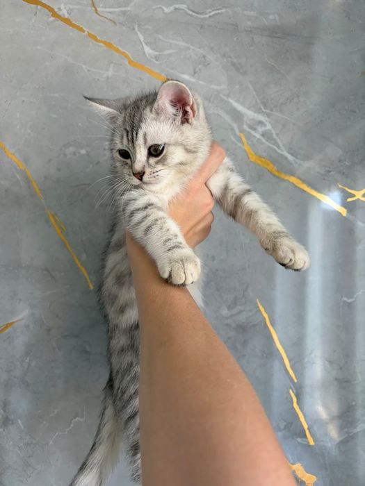 Котята Серебро Бикалорное девочки