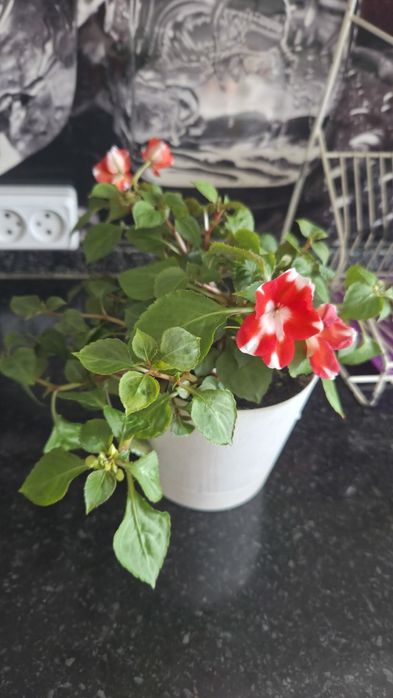 Домашний цветок бальзамин