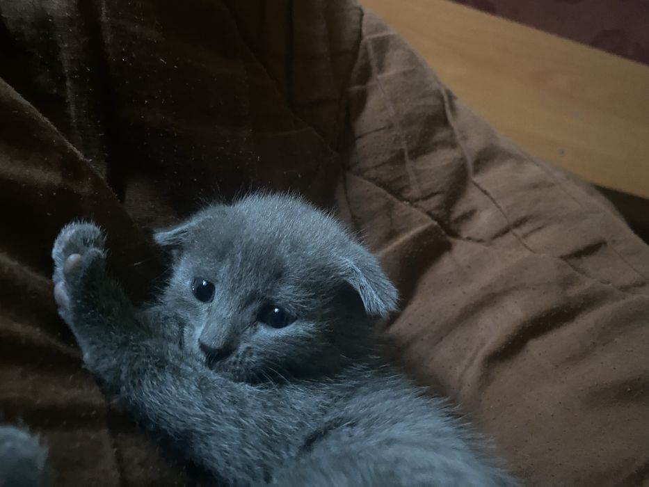 Котяты шотл продается .