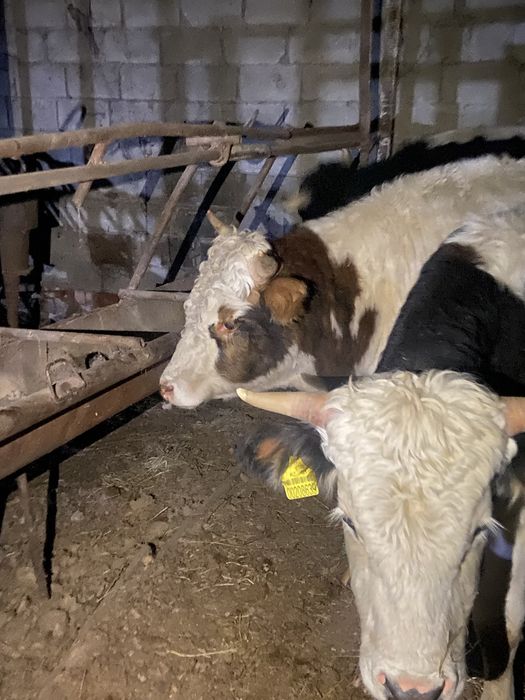 Бұқалар сатылады сементал