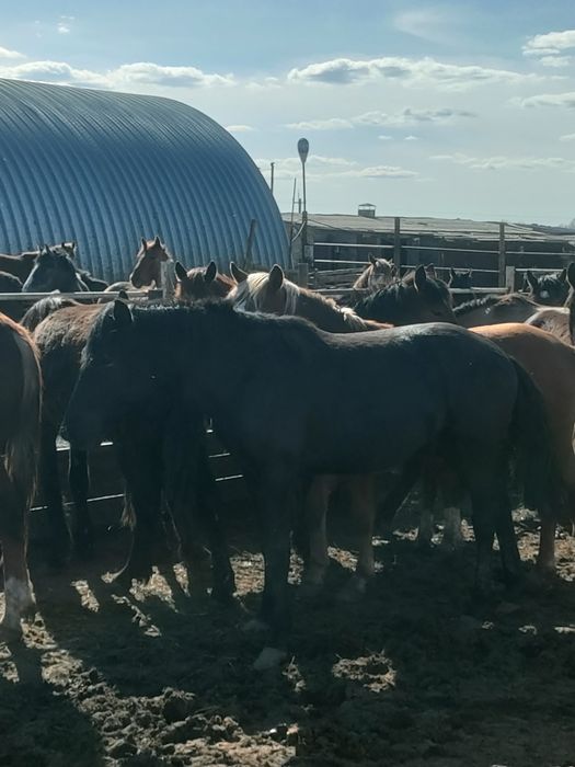 Лошади (кунан) на продажу