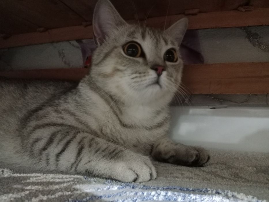 Кошка стерилизована