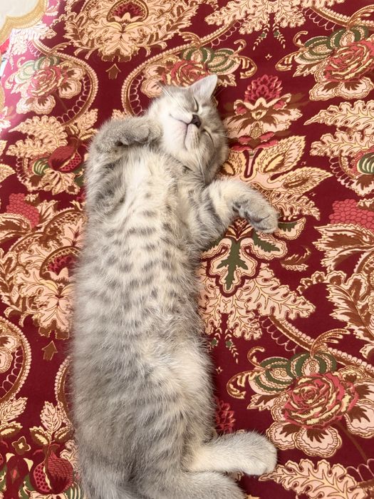 Британский котёнок мальчик 2,5 месяц