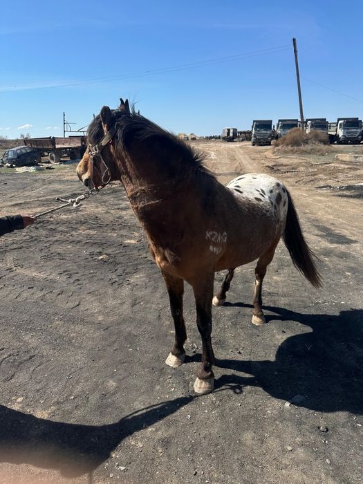 Айгыр 8 жасар сатыладе