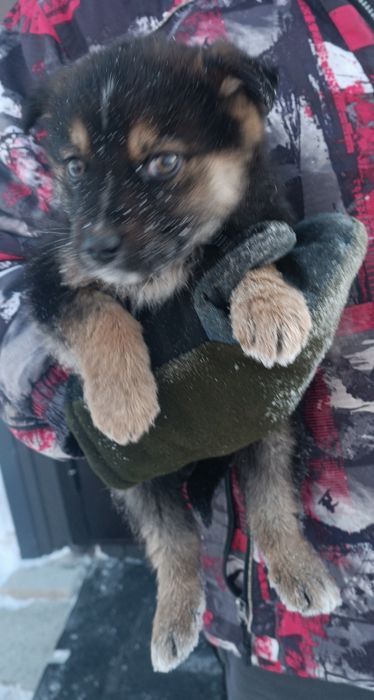 Щенки бесплатно в Костанае