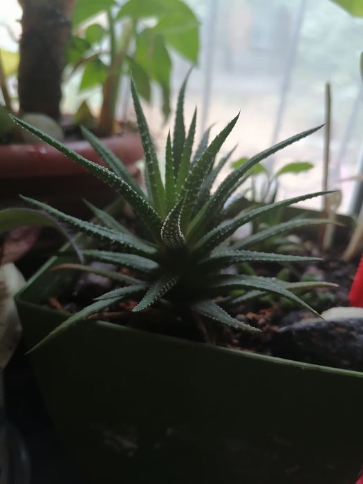 Хавортия, замиокулькас, сциндапсус