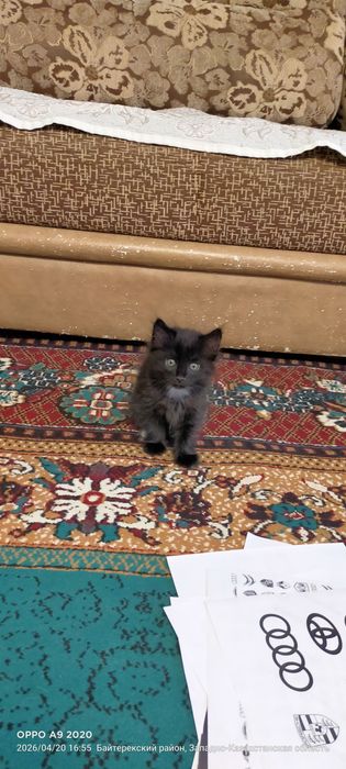 Отдам в дар котёнка