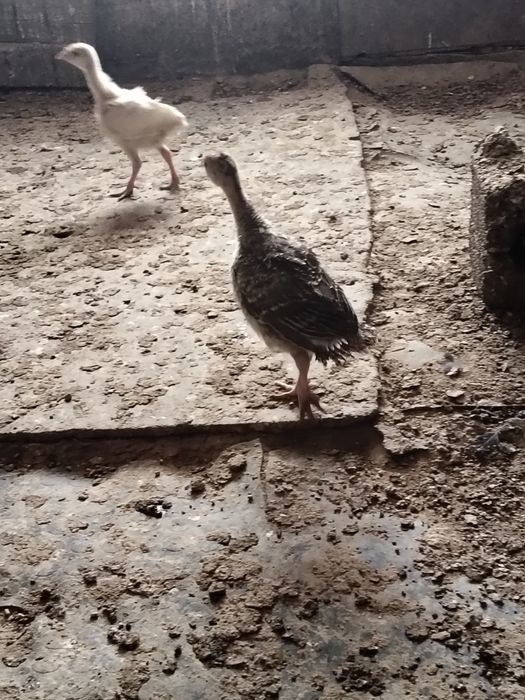 Индюк бронза 708