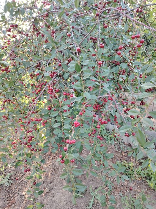 Продается вишня с дачи