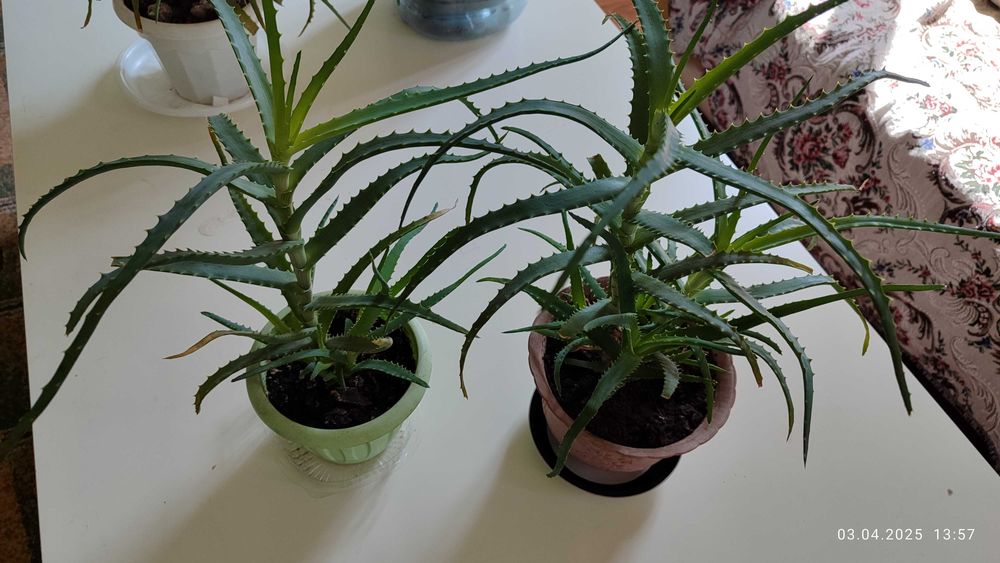 Продам Алоэ столетник