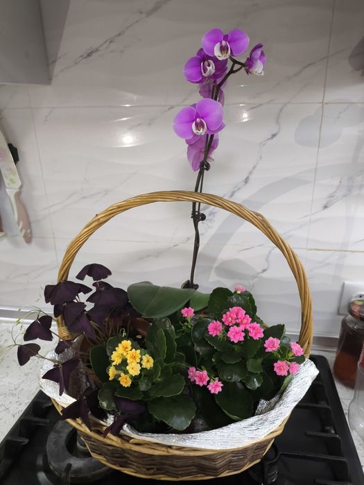 Подарки цветы живые