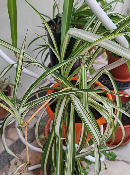 Цъфтящи сукулентни и кактуси, и други растения