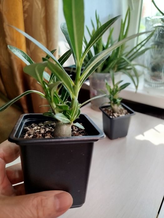 Адениум цветок пустыни