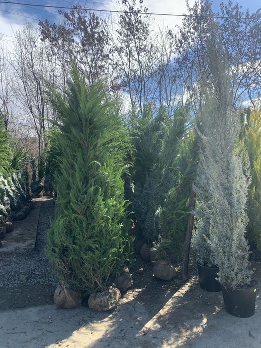 Vand plante ornamentale