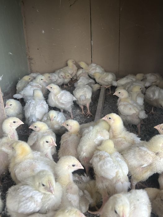 Бролерлар сотилади сони чекланмаган