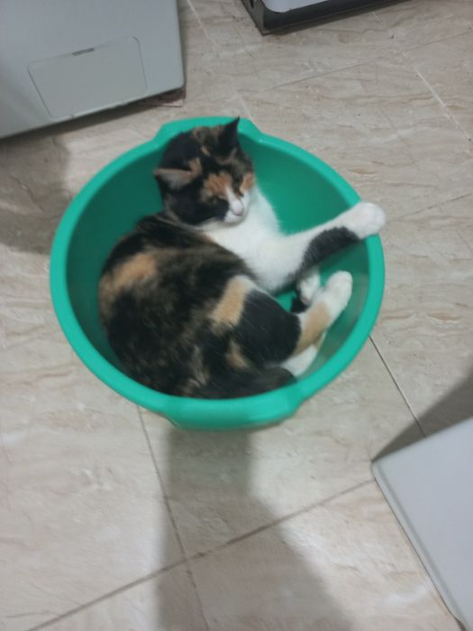 Кошка трех цветн.