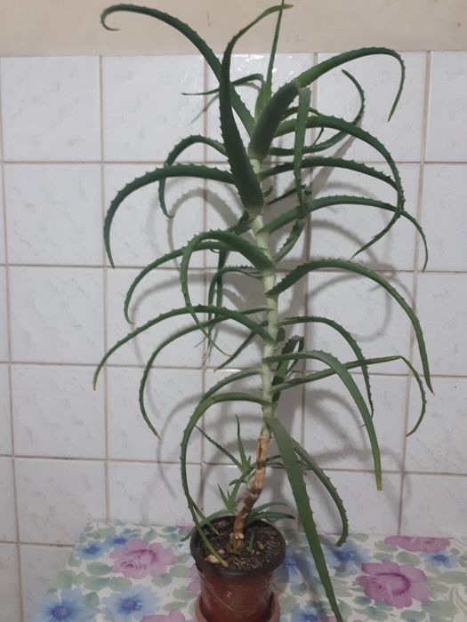 Алоэ 5 лет лечебный