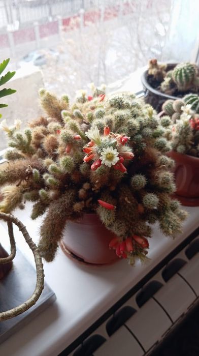 Продаются домашние цветы.