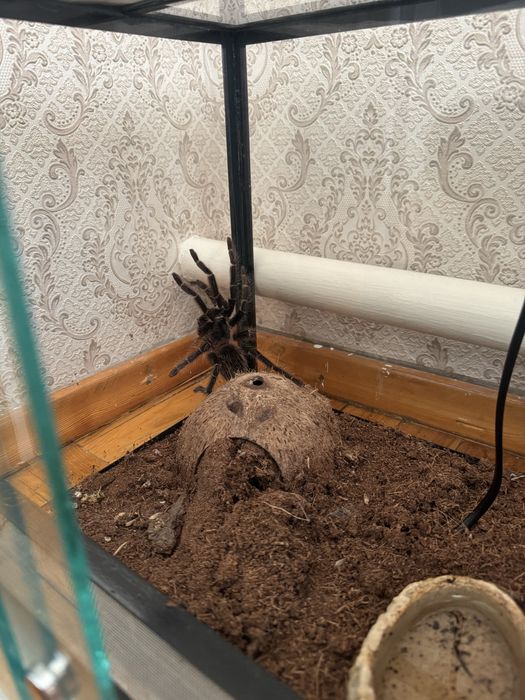 Продам паука с терариумом