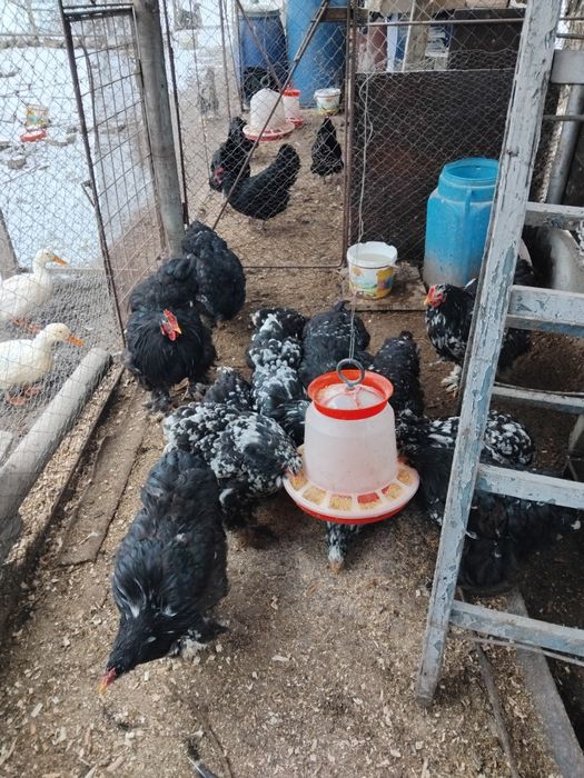 Gaini si pui Cochinchina urias negru bobat