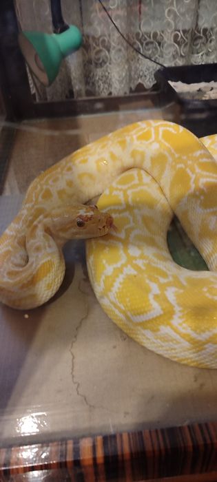 Тигровые питоны в год змеи