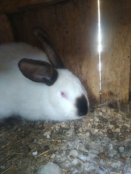 Продам Кроликов Филадельфия.