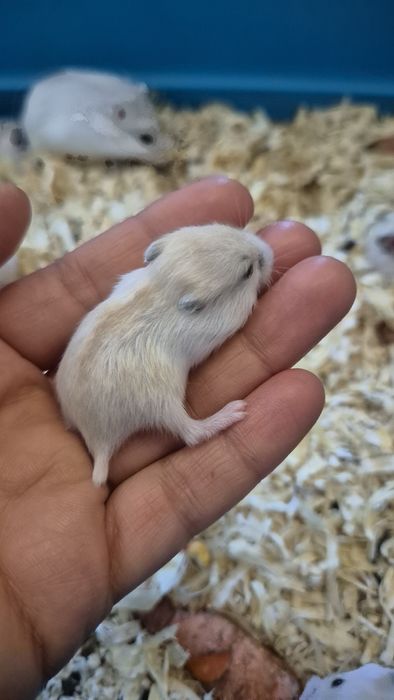 Pui de 1 luna de hamsteri pitici