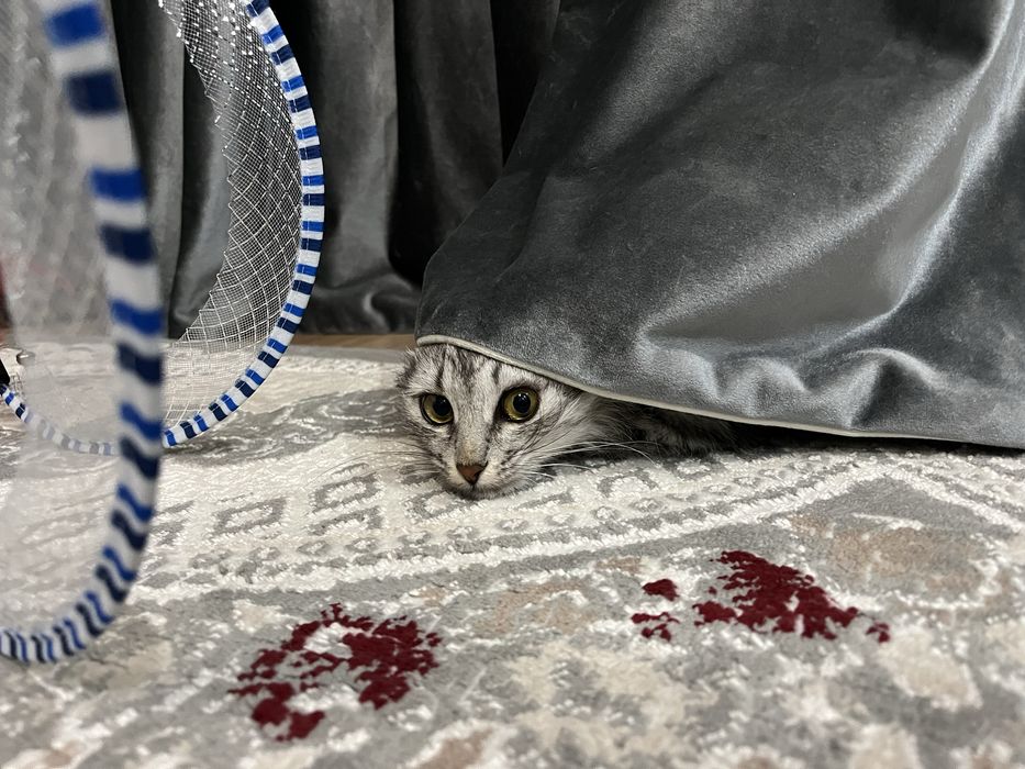 кошки в добрые руки