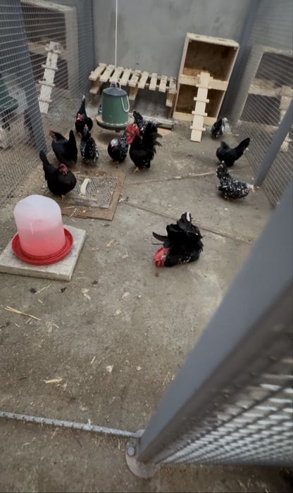 оплодени яйца за люпене порода шабо и струмски бантам