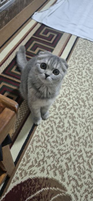 Scottish Fold mushugi sotiladi