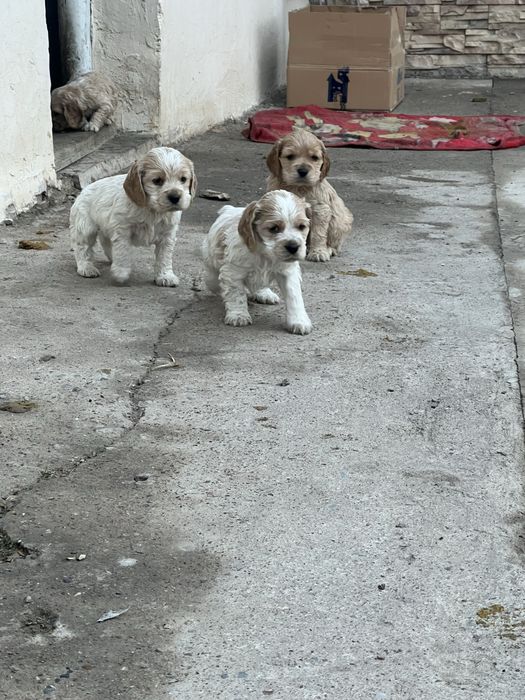 Англиский спаниель