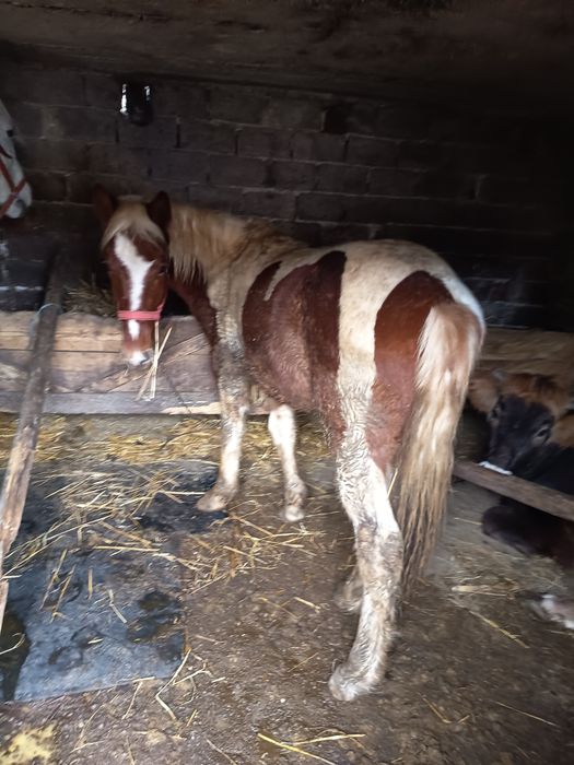 Mânz pinto  de vânzare