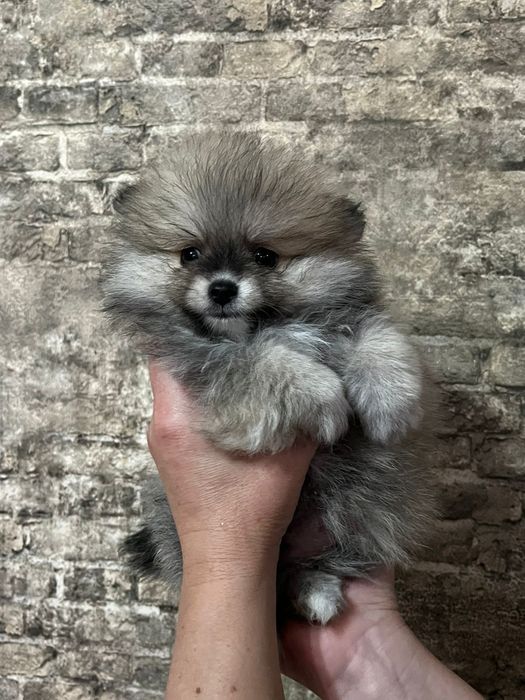 Щенки Немецкий Шпиц