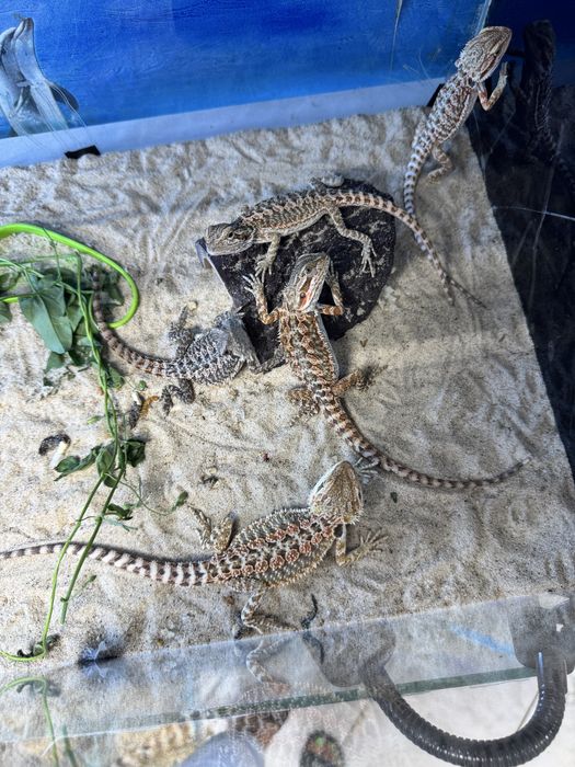 Бородатая агама в продаже