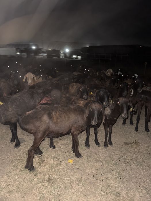 Құрбан айтқа қой