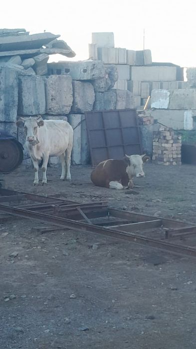 Пролам или обмен