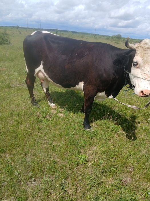 Vand vaca de 5 ani gestanta 4 luni