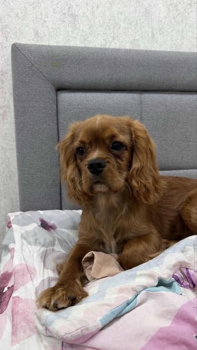 Продам щенка Кавалер-кинг-чарльз-спаниеля