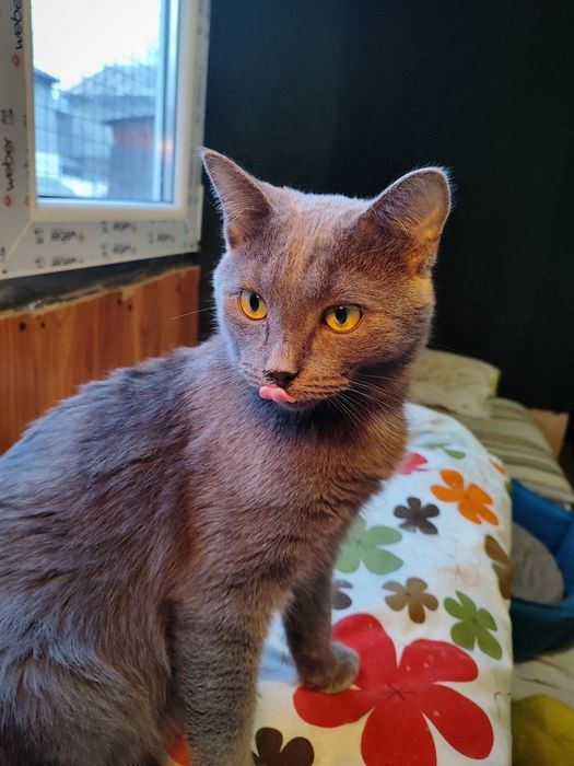 Котик ищет дом , Астана